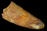 Rooted Fossil Crocodile Tooth - Morocco #141795-1